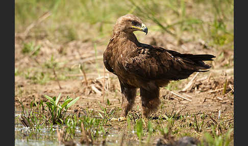 Steppenadler (Aquila nipalensis)