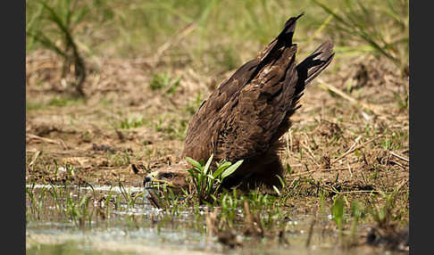 Steppenadler (Aquila nipalensis)