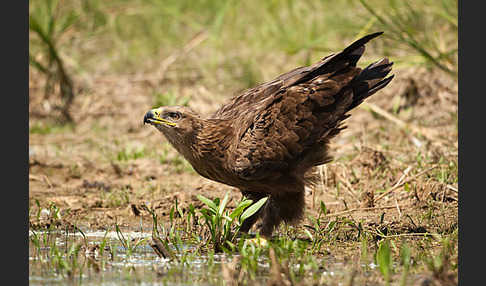 Steppenadler (Aquila nipalensis)