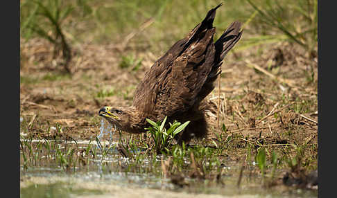 Steppenadler (Aquila nipalensis)