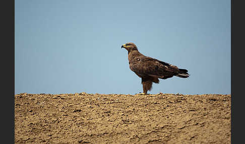 Steppenadler (Aquila nipalensis)