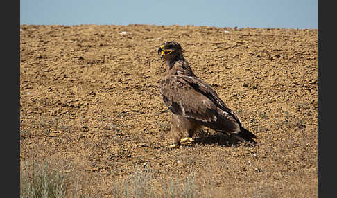 Steppenadler (Aquila nipalensis)