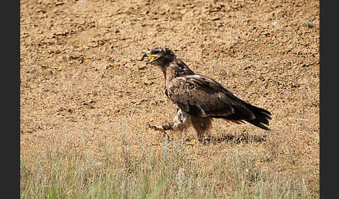 Steppenadler (Aquila nipalensis)