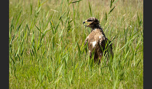 Steppenadler (Aquila nipalensis)