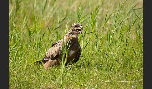 Steppenadler (Aquila nipalensis)