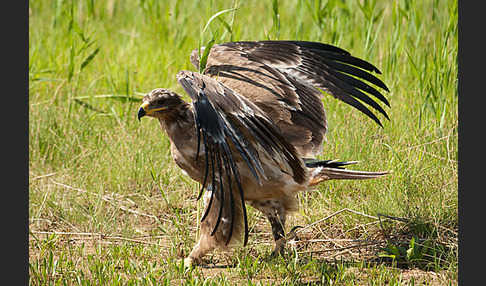 Steppenadler (Aquila nipalensis)