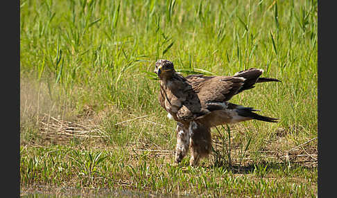 Steppenadler (Aquila nipalensis)