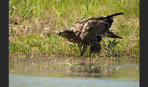 Steppenadler (Aquila nipalensis)