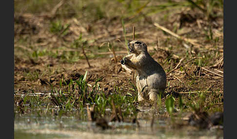 Gelbziesel (Spermophilus fulvus)