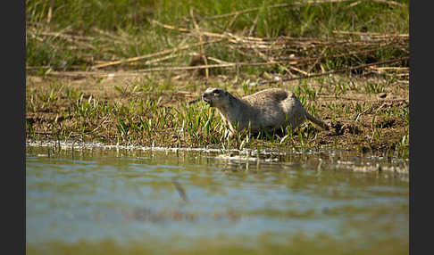 Gelbziesel (Spermophilus fulvus)