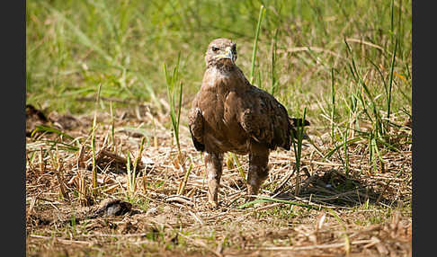 Steppenadler (Aquila nipalensis)