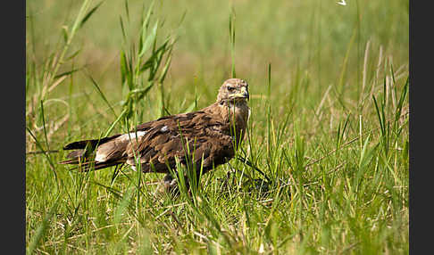 Steppenadler (Aquila nipalensis)