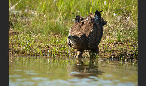 Steppenadler (Aquila nipalensis)