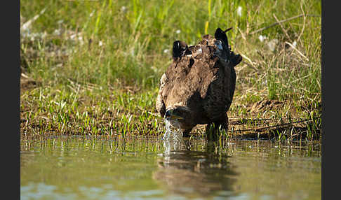 Steppenadler (Aquila nipalensis)