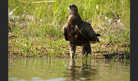 Steppenadler (Aquila nipalensis)