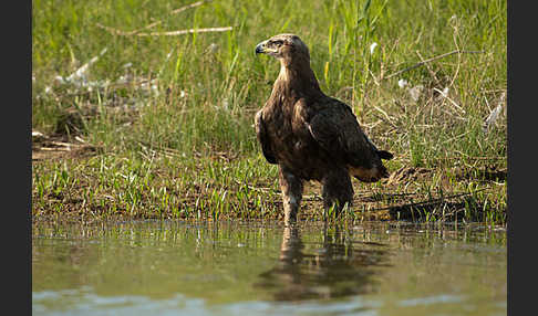 Steppenadler (Aquila nipalensis)