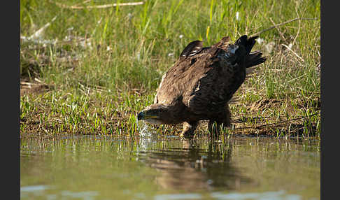 Steppenadler (Aquila nipalensis)