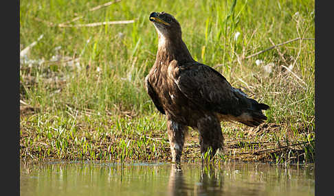 Steppenadler (Aquila nipalensis)