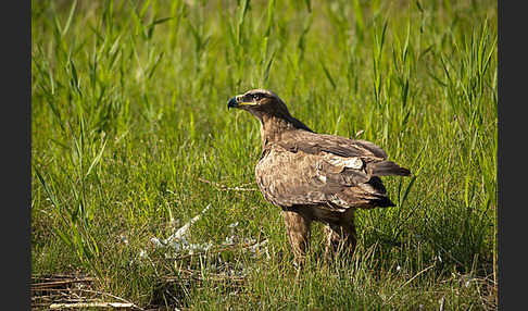 Steppenadler (Aquila nipalensis)