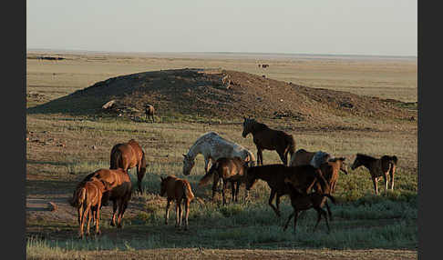 Hauspferd (Equus caballus)