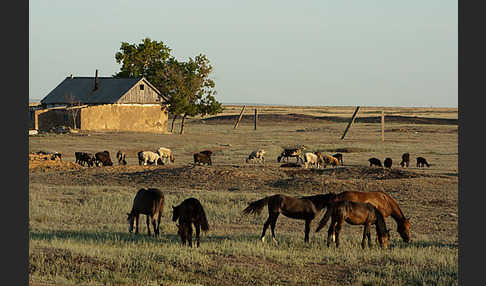 Hauspferd (Equus caballus)