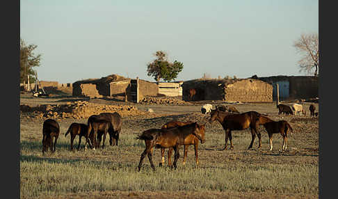 Hauspferd (Equus caballus)