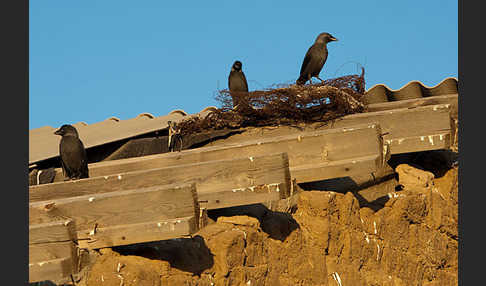 Dohle (Corvus monedula)