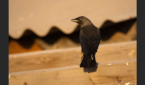 Dohle (Corvus monedula)