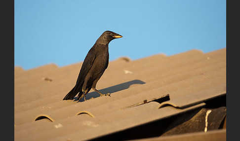 Dohle (Corvus monedula)