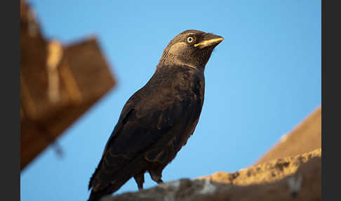 Dohle (Corvus monedula)