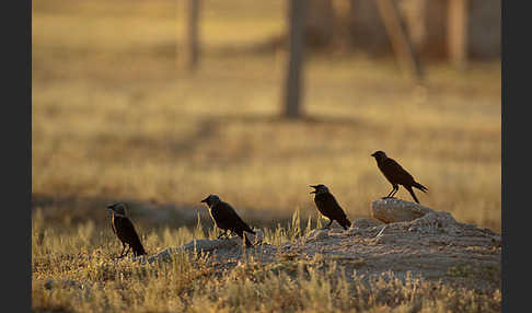 Dohle (Corvus monedula)