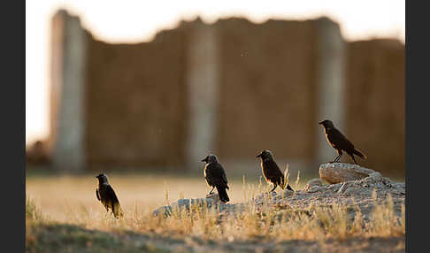 Dohle (Corvus monedula)