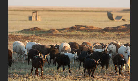 Fettschwanzschaf (Ovis aries steatopyga)