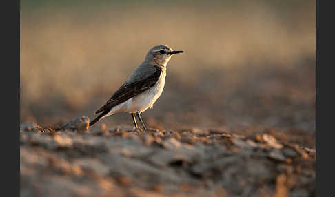 Steinschmätzer (Oenanthe oenanthe)