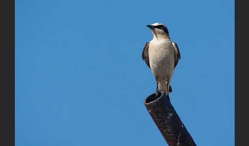 Steinschmätzer (Oenanthe oenanthe)