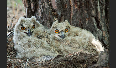 Uhu sspec. (Bubo bubo turkomanus)