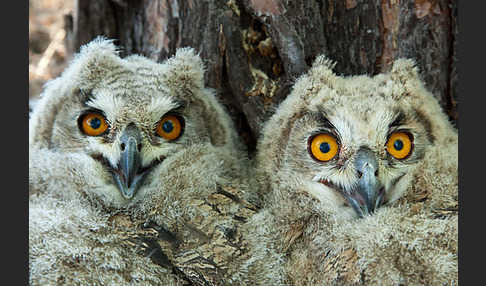 Uhu sspec. (Bubo bubo turkomanus)