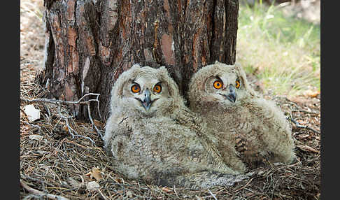 Uhu sspec. (Bubo bubo turkomanus)