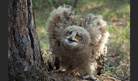 Uhu sspec. (Bubo bubo turkomanus)