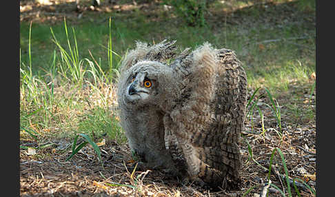 Uhu sspec. (Bubo bubo turkomanus)