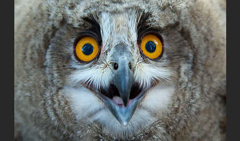 Uhu sspec. (Bubo bubo turkomanus)