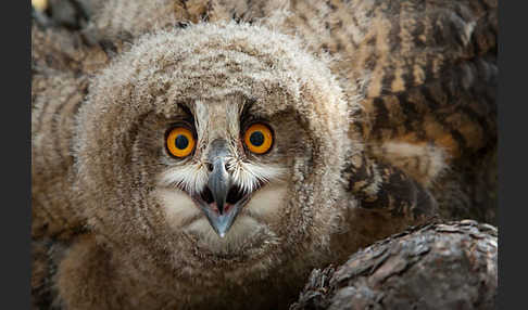 Uhu sspec. (Bubo bubo turkomanus)