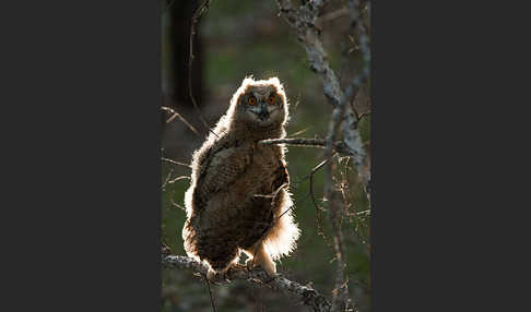 Uhu sspec. (Bubo bubo turkomanus)