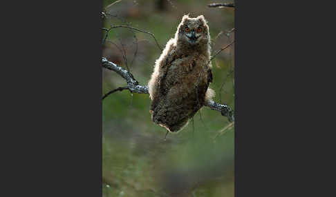 Uhu sspec. (Bubo bubo turkomanus)