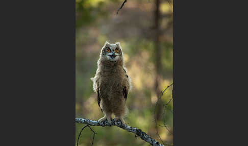 Uhu sspec. (Bubo bubo turkomanus)