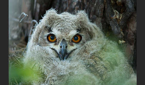 Uhu sspec. (Bubo bubo turkomanus)