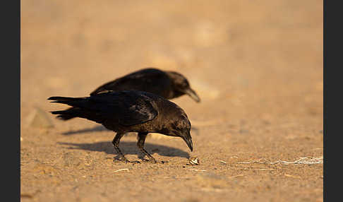 Wüstenrabe (Corvus ruficollis)