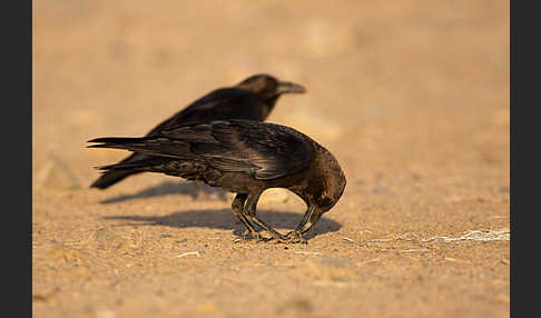 Wüstenrabe (Corvus ruficollis)