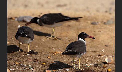 Weißaugenmöwe (Larus leucophthalmus)