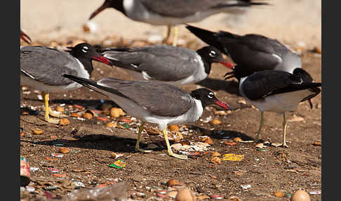 Weißaugenmöwe (Larus leucophthalmus)